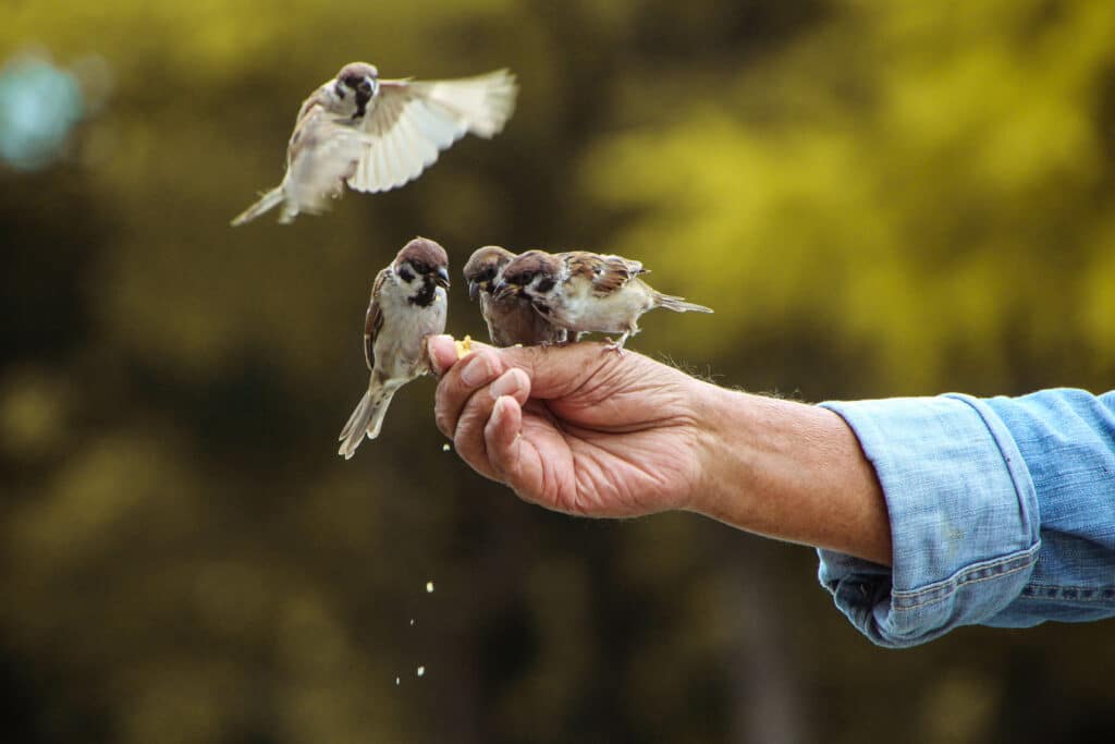 Vögel fressen von einer Hand und sitzen darauf