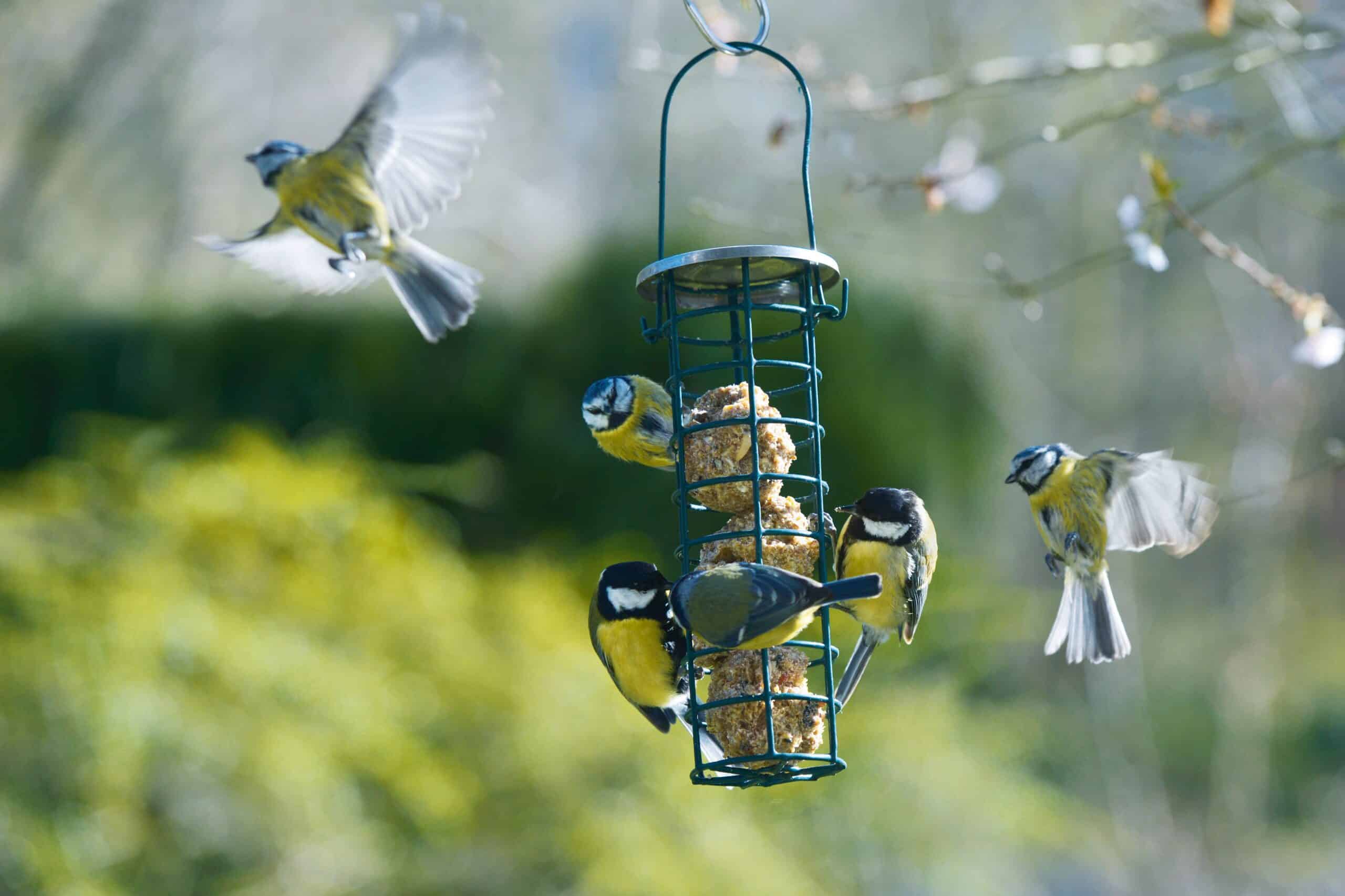 Mehrere Vögel fressen von Meisenknödeln