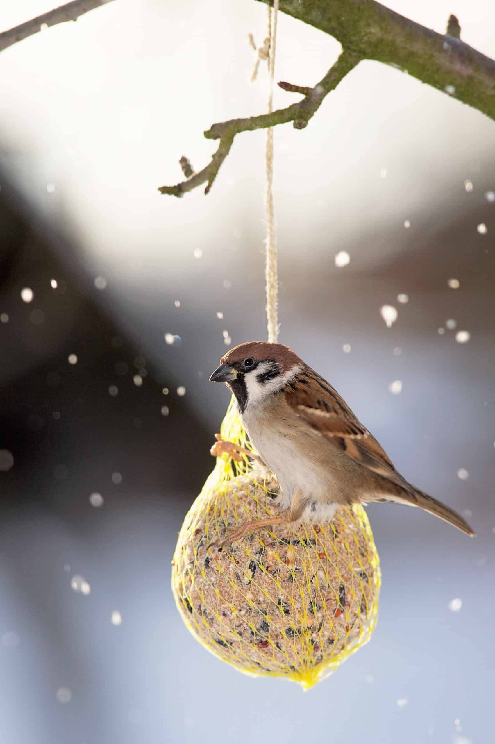 Ein Vogel auf einem Meisenknödel